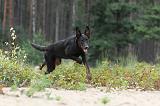 BEAUCERON 388